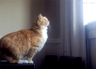 popup original Image 1536389670.gif